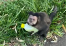 Mulher viraliza ao ter caldo de cana ‘roubado’ por macaco em Maringá (PR)